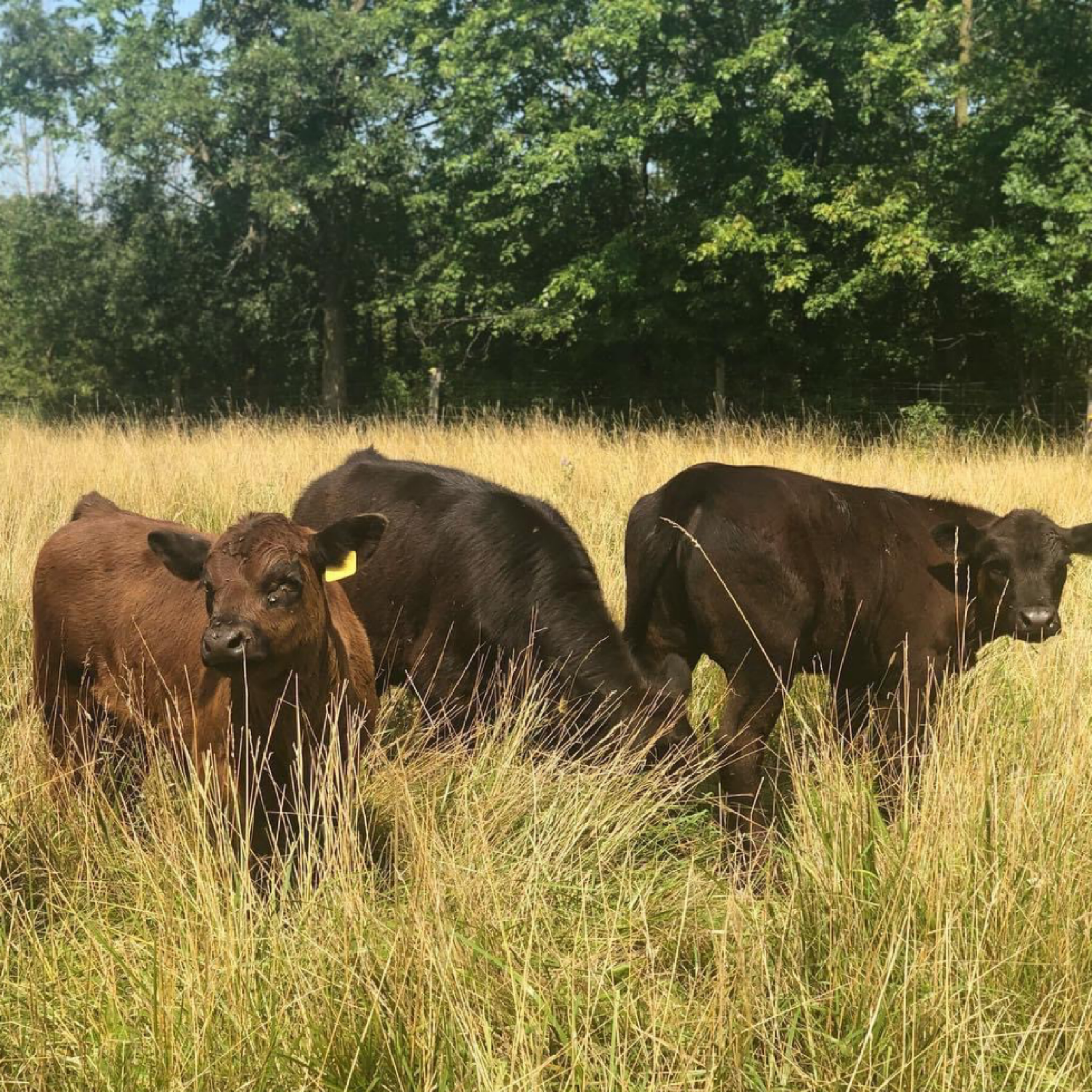 Grass-Fed Beef – Growing Broke Farm